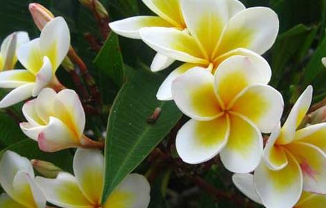 鸡蛋花的养殖方法 鸡蛋花的养殖方法和注意事项有什么意义