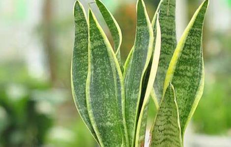 虎尾兰的养殖方法(短叶虎尾兰的养殖方法和注意事项)