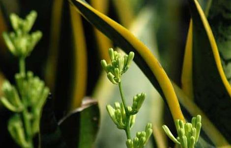 虎皮兰叶子发黄怎么办（虎皮兰叶子发黄怎么办用什么药）