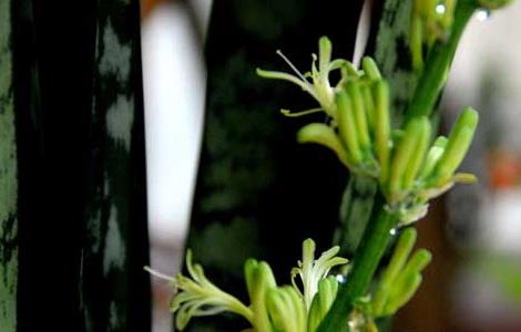 虎皮兰烂根怎么办（虎皮兰烂根后怎么补救）