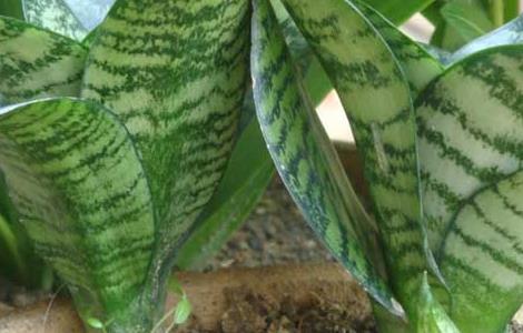 虎皮兰叶子变软怎么办(虎皮兰叶子变软了怎么办)