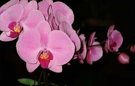 盆栽蝴蝶兰怎么养 盆栽蝴蝶兰怎么养殖