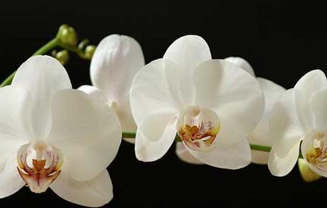 蝴蝶兰的花语和传说 蝴蝶兰的花语和传说有哪些