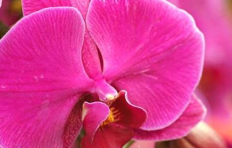 蝴蝶兰水培养殖方法（蝴蝶兰水培怎么养殖）