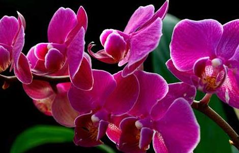 蝴蝶兰什么时候开花 蝴蝶兰的养殖方法和注意事项