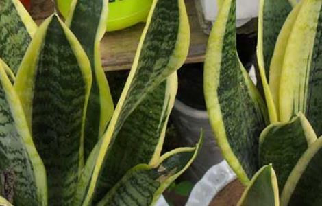 养虎皮兰有什么作用(养虎皮兰有啥好处)