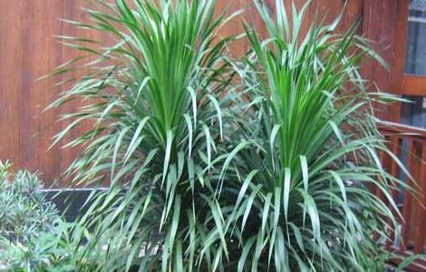 龙血树的养殖方法和注意事项 香龙血树的养殖方法和注意事项