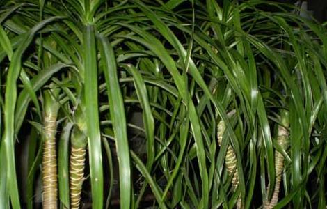 龙血树叶子发黄怎么办 龙血树叶子发黄干枯怎么补救