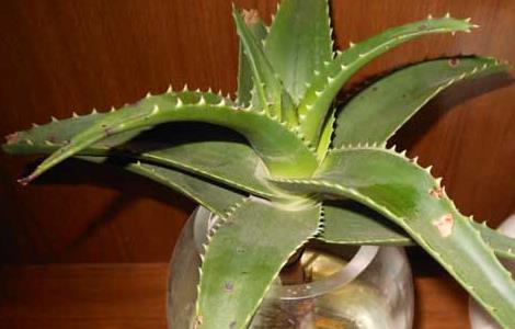 水培芦荟的养殖方法 水培芦荟的养殖方法和注意事项