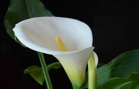 盆栽马蹄莲怎么养（盆栽马蹄莲养护）