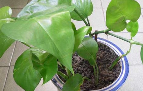 盆栽绿萝怎么养才好（怎么样养好绿萝）