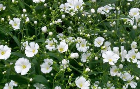 满天星的种植方法（满天星的种植方法以及注意事项）