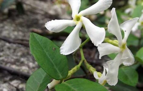 络石的养殖方法 络石的养殖方法有哪些