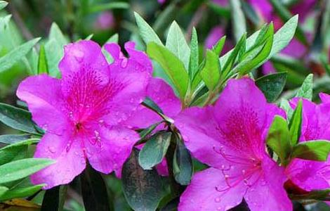 毛鹃的养殖方法（毛鹃怎么养）