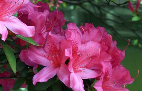 毛鹃什么时候开花（毛鹃花开花时间）