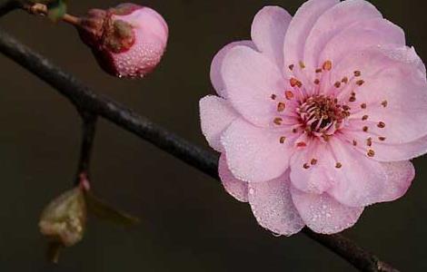 美人梅的养殖方法 美人梅怎么养