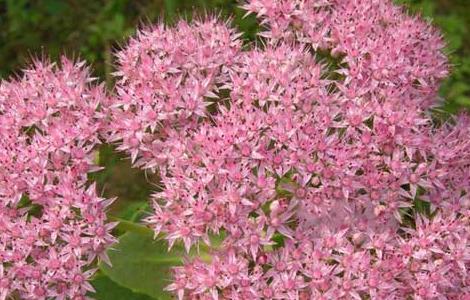 盆栽八宝景天怎么养（八宝景天花的养殖方法）