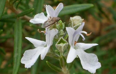 迷迭香的花语和传说(迷迭香的花语最后是什么意思)