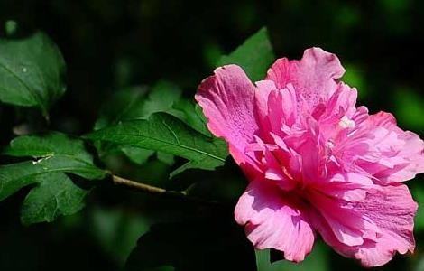 木槿花的栽培技术（木槿花的栽培技术与管理）