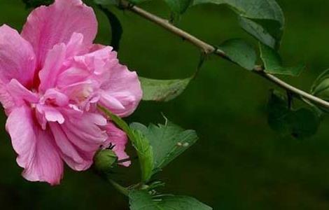 木槿花的花语和传说(木槿花的花语和传说是什么)