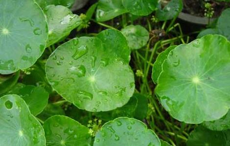 盆栽金钱草怎么养 怎样养植金钱草