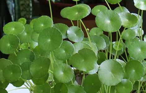 金钱草怎么养