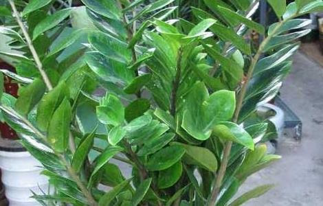 盆栽金钱树怎么养 盆栽金钱树怎么养才能更旺盛