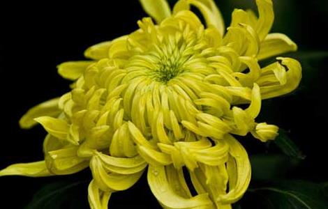 盆栽菊花怎么养才好（菊花怎样养好）