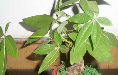 盆栽发财树怎么养 盆栽发财树怎么养护