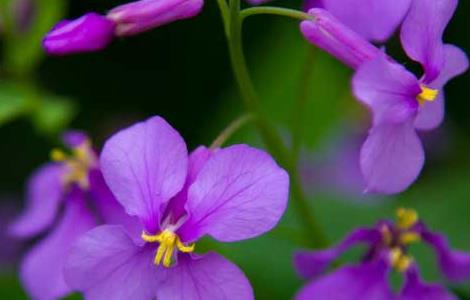 盆栽二月兰怎么养（二月兰的盆栽养护）