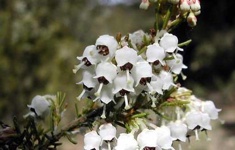 欧石楠的花语和传说 欧石楠的花语和传说是什么
