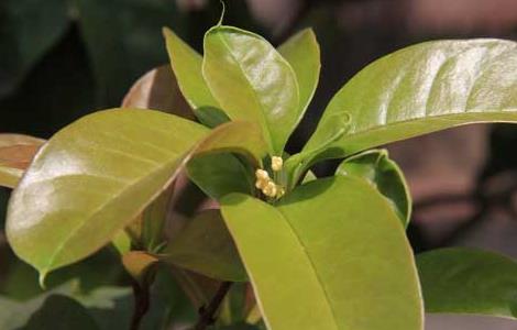 四季桂什么时候开花 四季桂什么时候开花时间