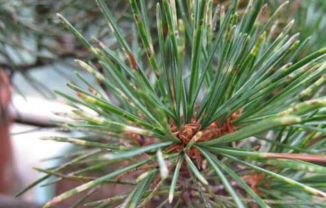 盆栽五针松怎么养（养五针松盆景用什么土最好）