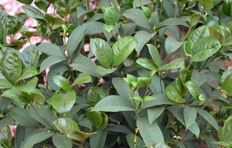 盆栽四季桂怎么养 盆栽四季桂怎么养家庭养法