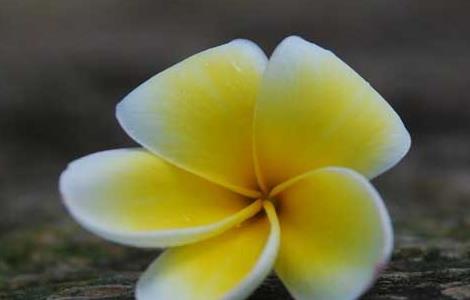 盆栽鸡蛋花怎么养 盆栽鸡蛋花的养殖方法