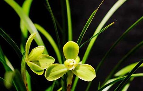 盆栽兰花怎么养才好 盆栽兰花怎么养才好看