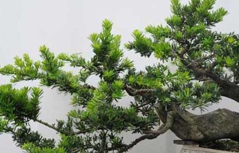 盆栽罗汉松怎么养 盆栽罗汉松怎么养才能更旺盛