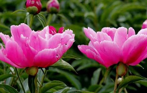 盆栽芍药花怎么养（盆栽芍药花怎么养才能开花）