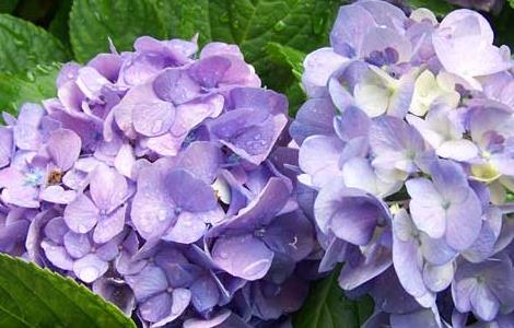 盆栽绣球花怎么养 盆栽绣球花怎么养护