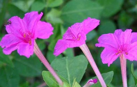 紫茉莉的种植方法 紫茉莉的种植方法和时间
