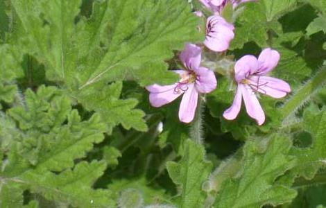 盆栽驱蚊草怎么养 驱蚊草怎么养 盆栽