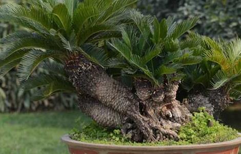 盆栽铁树怎么养才好（盆栽铁树怎么养才好养）