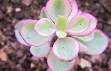 盆栽雅乐之舞怎么养 雅乐之舞用什么盆种