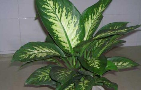 银皇后的养殖方法和注意事项（银皇后的养殖方法和注意事项水培）