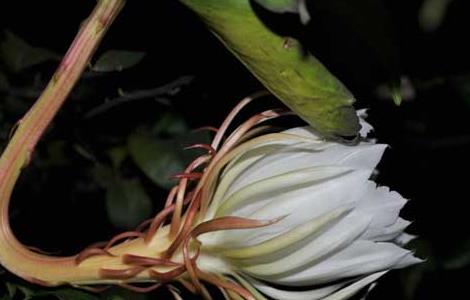 盆栽昙花怎么养才好 昙花怎么养最好