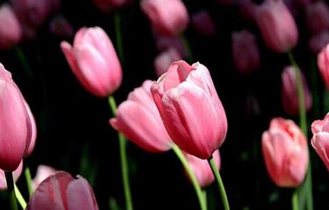 盆栽郁金香怎么养 盆栽郁金香养护