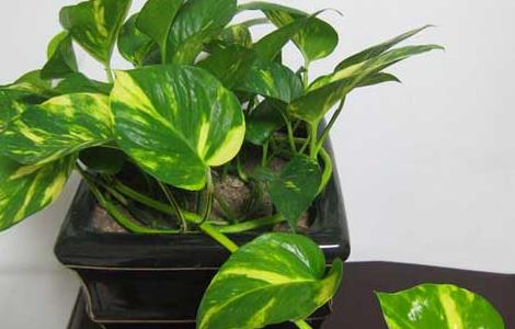 绿萝几天浇一次水 水培绿萝多久换一次水