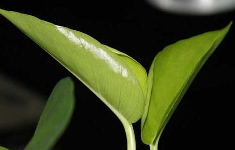 绿萝怎么移植才好（绿萝怎么移植才好养）