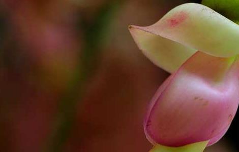 禾雀花什么时候开 禾雀花什么时候开?广州赏禾雀花好去处