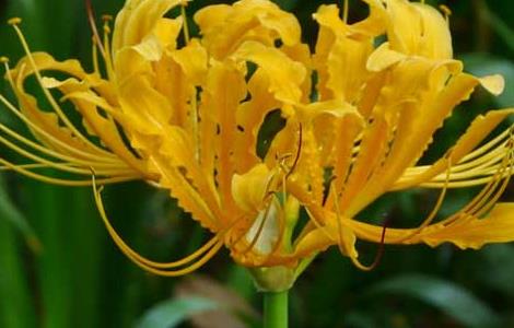 忽地笑的花语和传说 忽地笑和彼岸花的区别